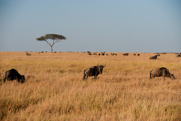 Serengeti Nationalpark, Tansania