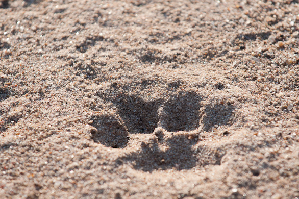 Serengeti Nationalpark, Tansania