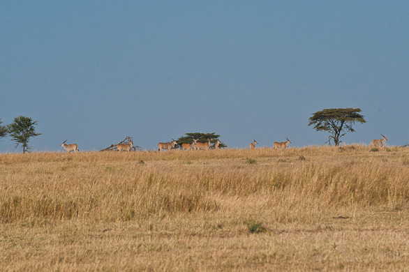 Serengeti Nationalpark, Tansania