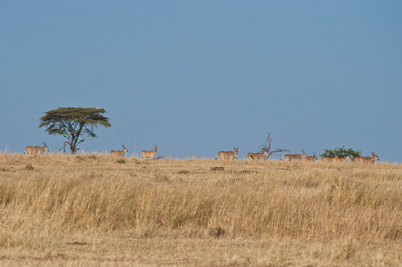 Serengeti Nationalpark, Tansania