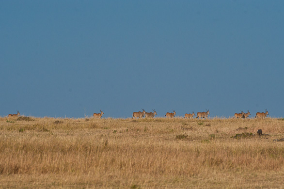 Serengeti Nationalpark, Tansania