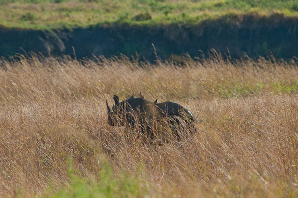 Serengeti Nationalpark, Tansania