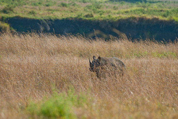 Serengeti Nationalpark, Tansania