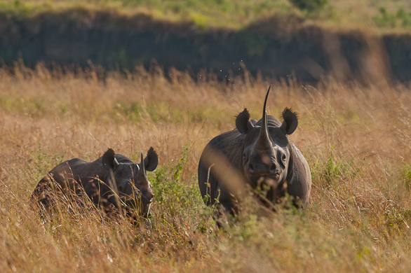 Serengeti Nationalpark, Tansania