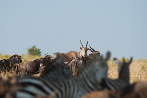 Serengeti Nationalpark, Tansania