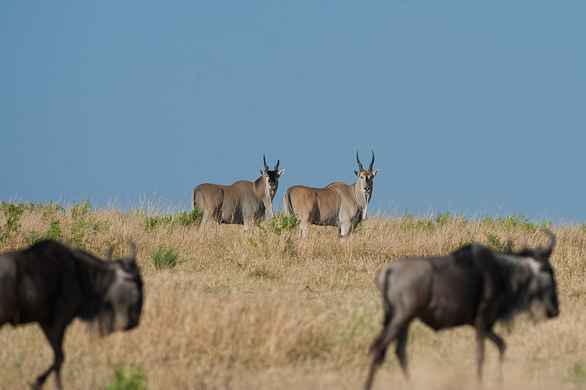 Serengeti Nationalpark, Tansania