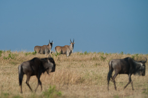 Serengeti Nationalpark, Tansania