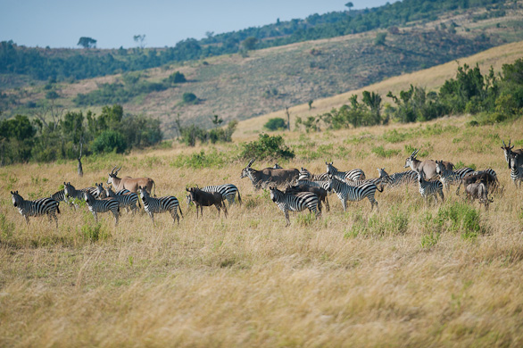 Serengeti Nationalpark, Tansania