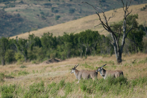 Serengeti Nationalpark, Tansania