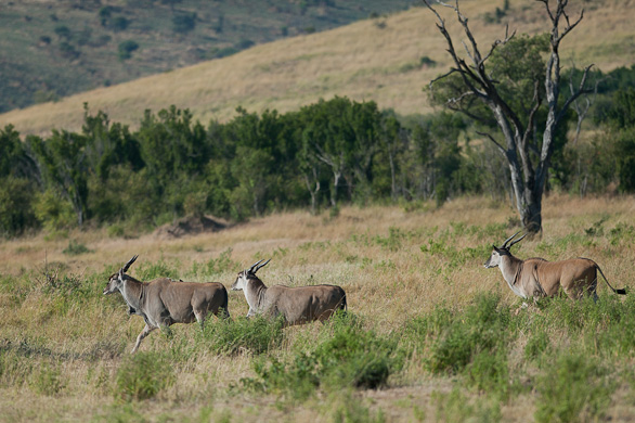 Serengeti Nationalpark, Tansania