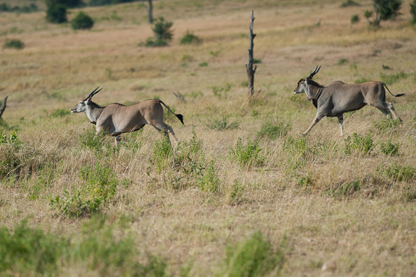 Serengeti Nationalpark, Tansania