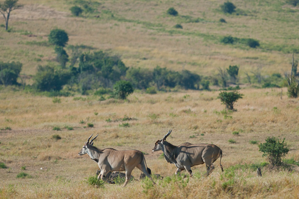 Serengeti Nationalpark, Tansania