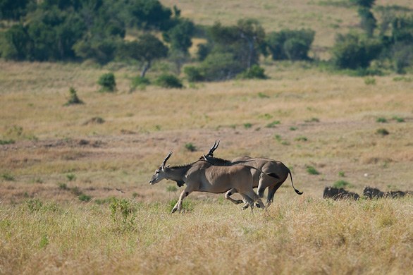 Serengeti Nationalpark, Tansania