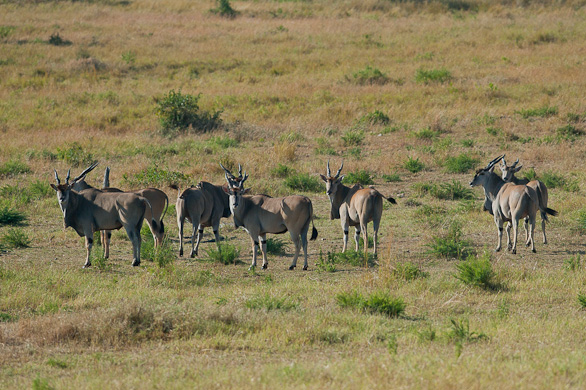 Serengeti Nationalpark, Tansania