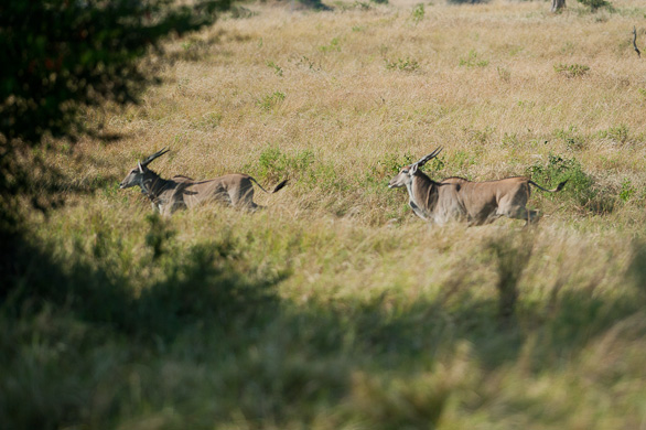 Serengeti Nationalpark, Tansania