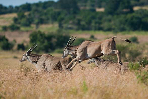 Serengeti Nationalpark, Tansania