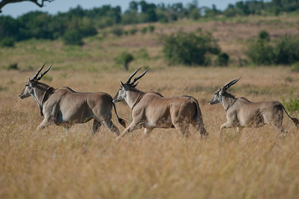 Serengeti Nationalpark, Tansania