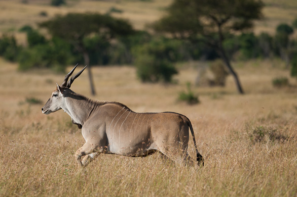 Serengeti Nationalpark, Tansania
