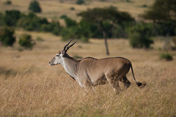 Serengeti Nationalpark, Tansania