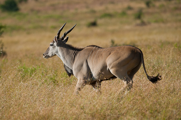 Serengeti Nationalpark, Tansania