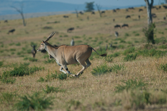 Serengeti Nationalpark, Tansania