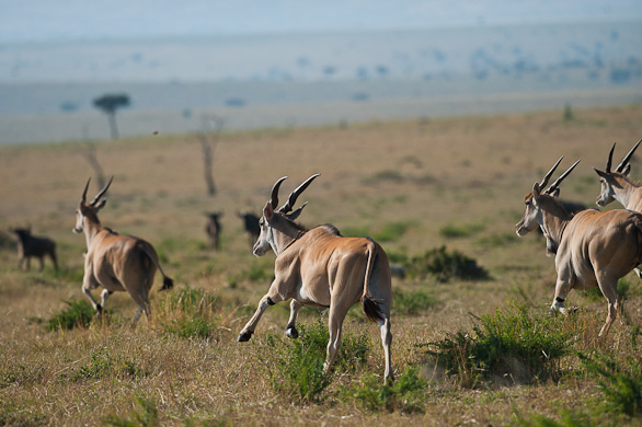 Serengeti Nationalpark, Tansania