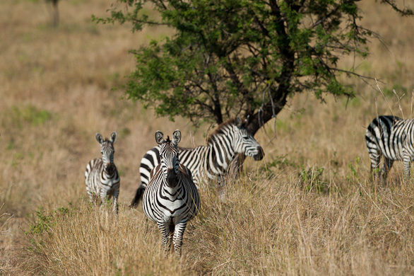 Serengeti Nationalpark, Tansania