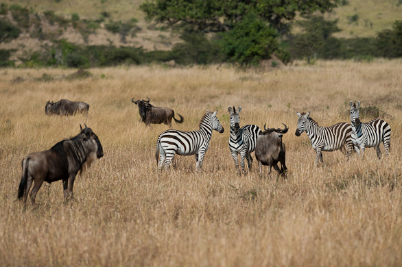 Serengeti Nationalpark, Tansania