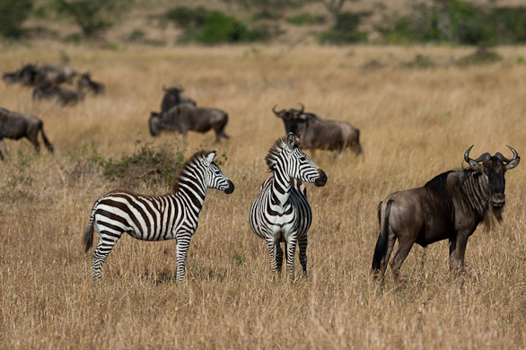 Serengeti Nationalpark, Tansania