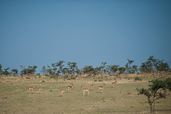 Serengeti Nationalpark, Tansania