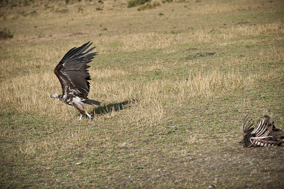 Serengeti Nationalpark, Tansania