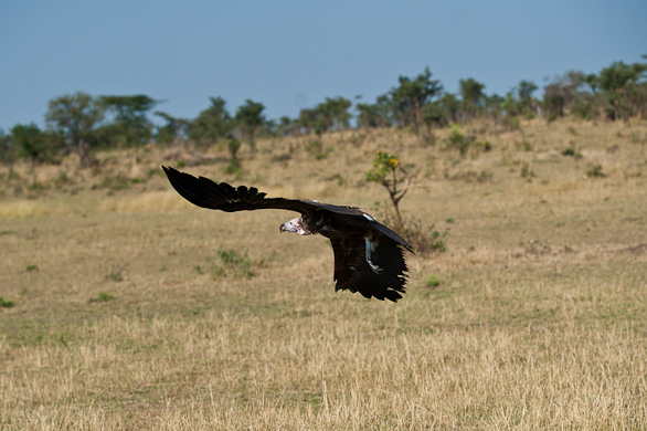 Serengeti Nationalpark, Tansania