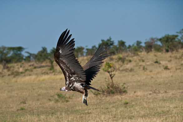Serengeti Nationalpark, Tansania