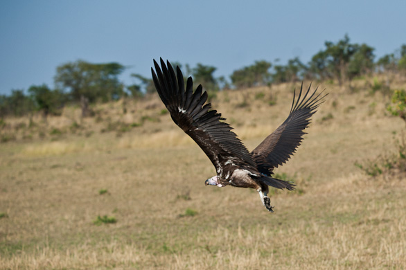 Serengeti Nationalpark, Tansania