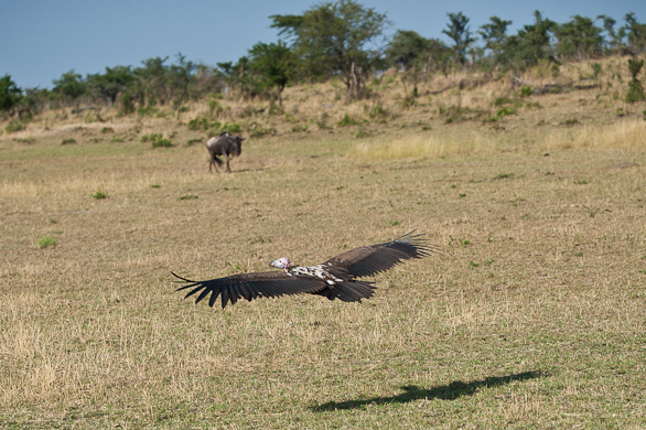 Serengeti Nationalpark, Tansania