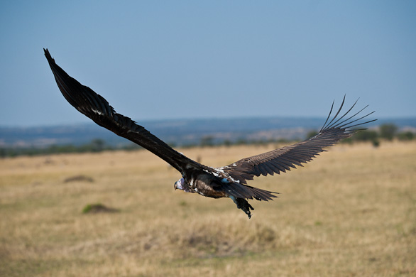 Serengeti Nationalpark, Tansania