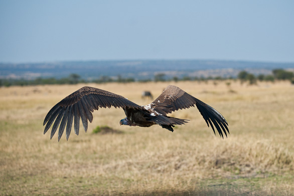 Serengeti Nationalpark, Tansania