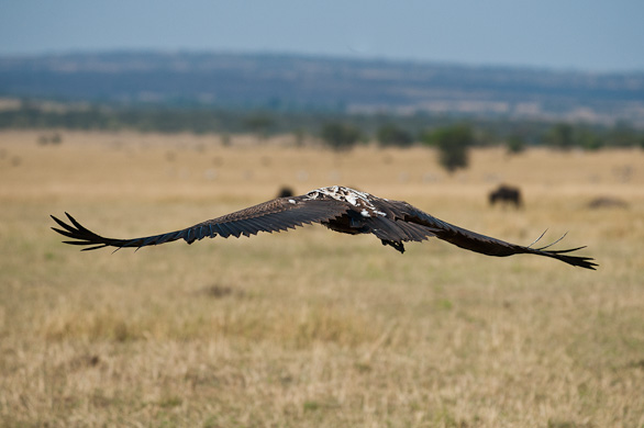 Serengeti Nationalpark, Tansania