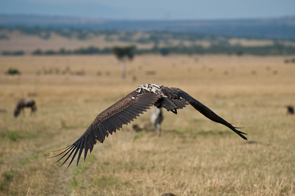 Serengeti Nationalpark, Tansania