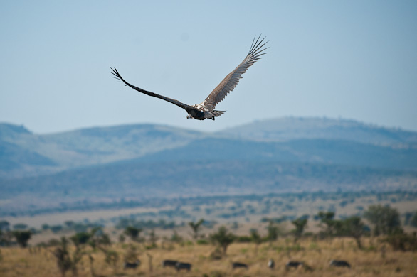 Serengeti Nationalpark, Tansania