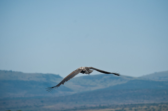 Serengeti Nationalpark, Tansania