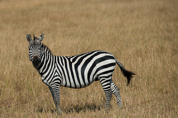 Serengeti Nationalpark, Tansania