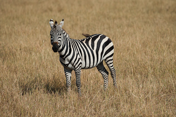 Serengeti Nationalpark, Tansania