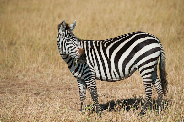 Serengeti Nationalpark, Tansania