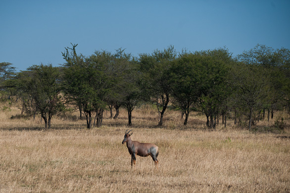 Serengeti Nationalpark, Tansania