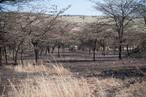 Serengeti Nationalpark, Tansania