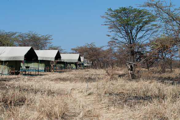 Serengeti Nationalpark, Tansania