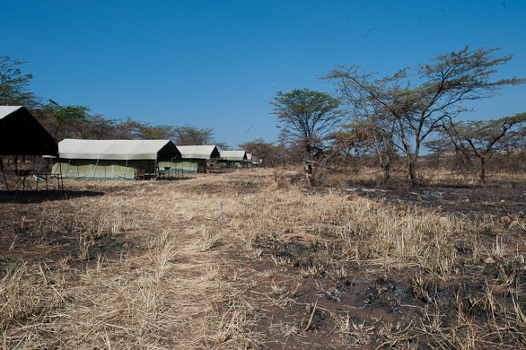 Serengeti Nationalpark, Tansania