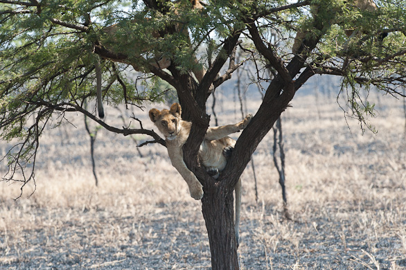 Serengeti Nationalpark, Tansania