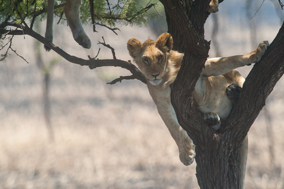 Serengeti Nationalpark, Tansania